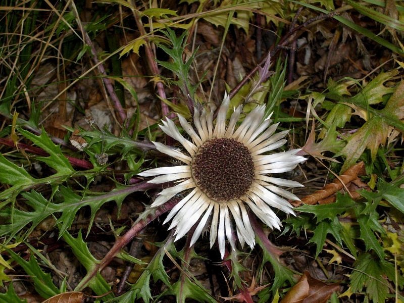 biało-brązowa roślina o nazwie dziewięćsił bezłodygowy