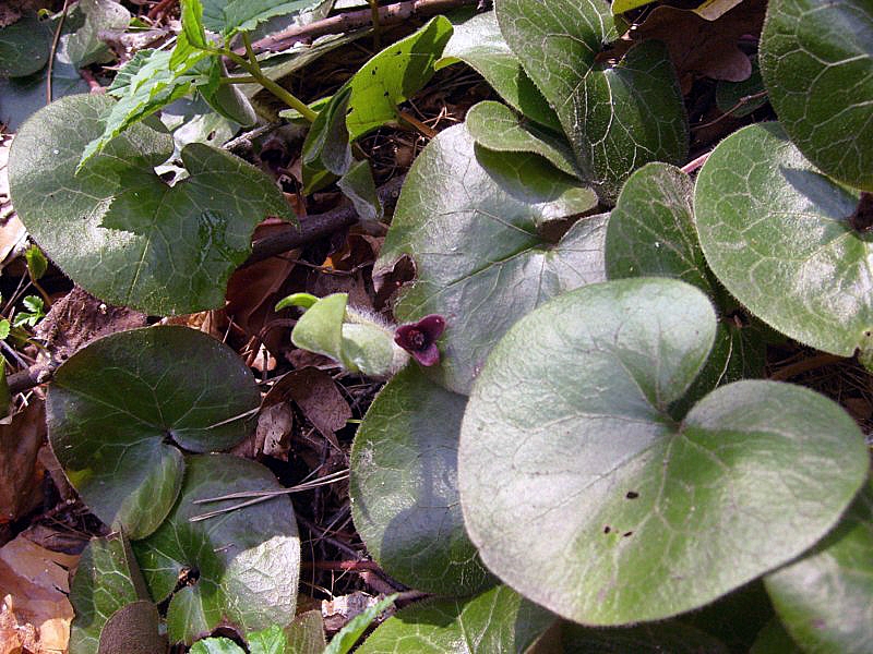 Zielona roślina o nazwie kopytnik pospolity 