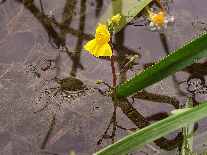 Zółta roślina wyrastająca z wody o nazwie pywacz zwyczajny