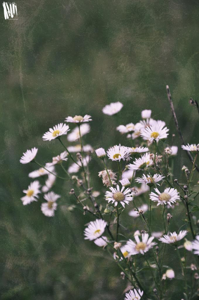 Na zdjęciu pionowym widać ciemnozielone trawy, a na ich tle kępa jasnych kwiatów, podobnych do rumianku.