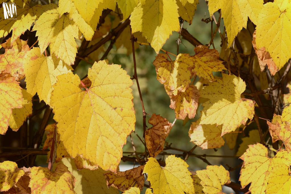 Na zdjęciu poziomym, w zbliżeniu grupa żółtych, jesiennych liści klonu, oświetlonych słońcem.