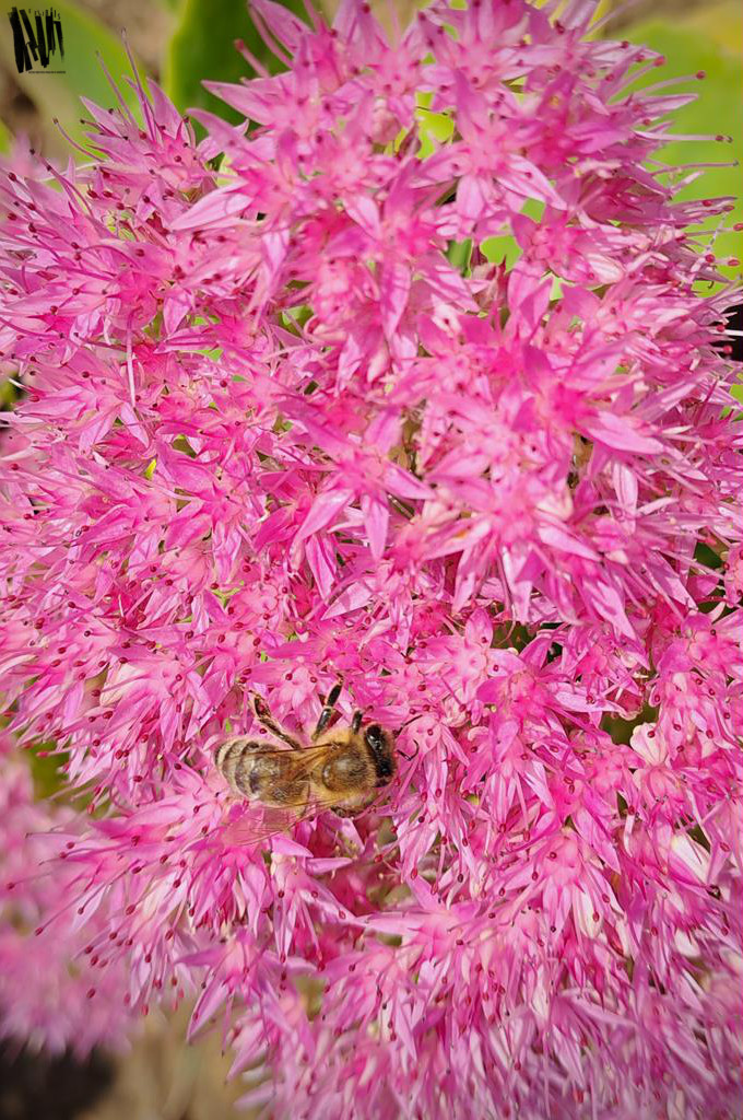 Na pionowym zdjęciu, w zbliżeniu, w całym kadrze, mocno różowe kwiaty o drobnych płatkach. Wśród nich pszczoła.